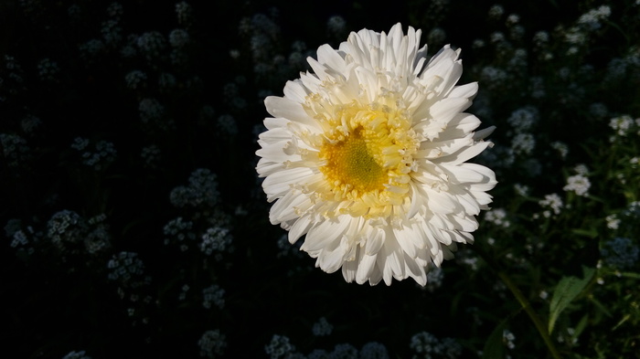 Астра на солнце