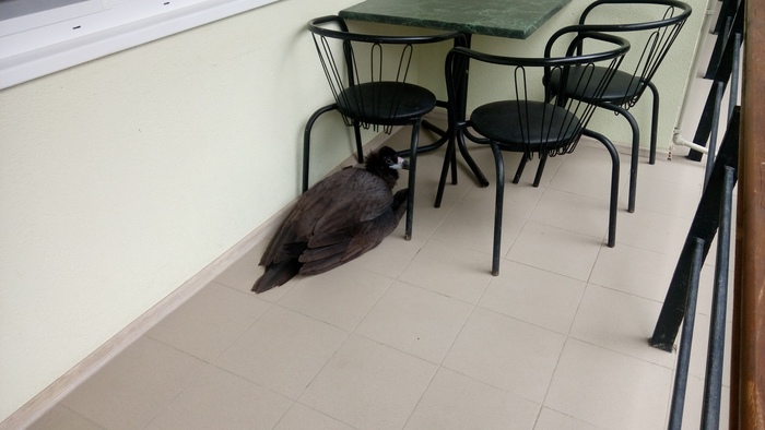 Such a miracle fell from the sky. Crows drove a flock. More photos in the comments. - My, Crimea, Predator birds, Vulture, Nature, Animal Rescue