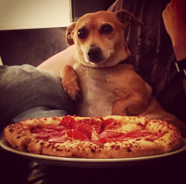 What's up? - Dog, Pizza, The photo