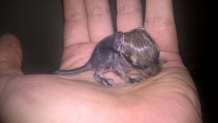 Degusi) degu. - My, Degu, Children, Pets