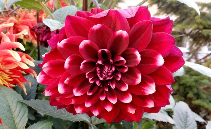 glorious dahlia - My, Dahlias, Flowers