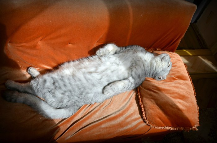 When you bask in the rays of your own coolness ... - Heating, Heat, Summer, cat, Relax, Cool, Homemade, The photo, Relaxation