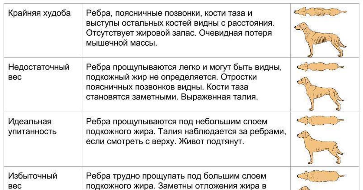 Можно ли давать кости. Как определить лишний вес у собаки. Таблица упитанности собак. Как определить ожирение у собаки. Как определить упитанность собаки.