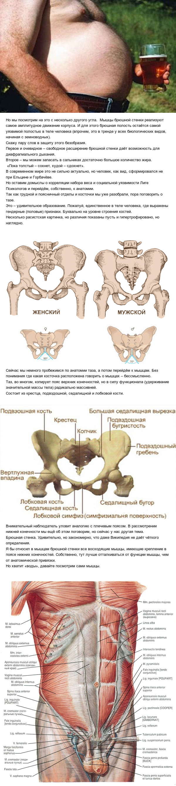 Заметки массажиста. Брюшная стенка. - Моё, Длиннопост, Текст, Медицина, Фельдшер, Анатомия, Наука