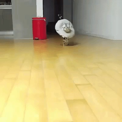 Мяудель