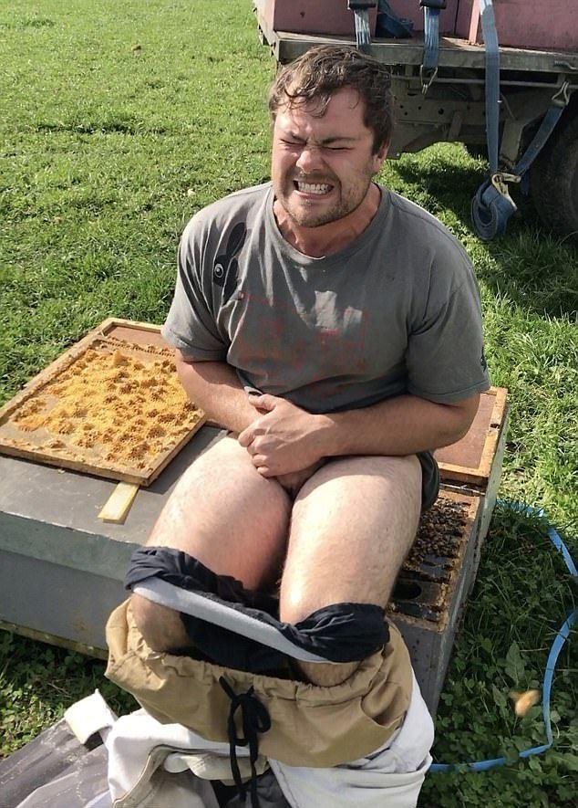 A beekeeper sat on an open hive for 30 seconds - Bees, Beekeeper, Pain, Longpost, Beekeeping