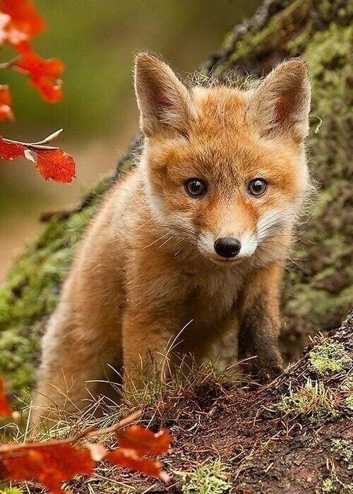 Red-haired beauty - foxes, Animals, Fox, Redheads