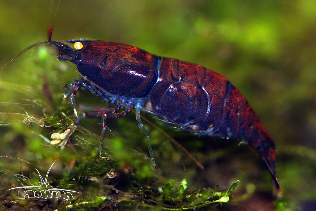 Aquarium stories. - My, , Aquarium, Aquarium, Aquarium shrimp, Shrimps, Longpost