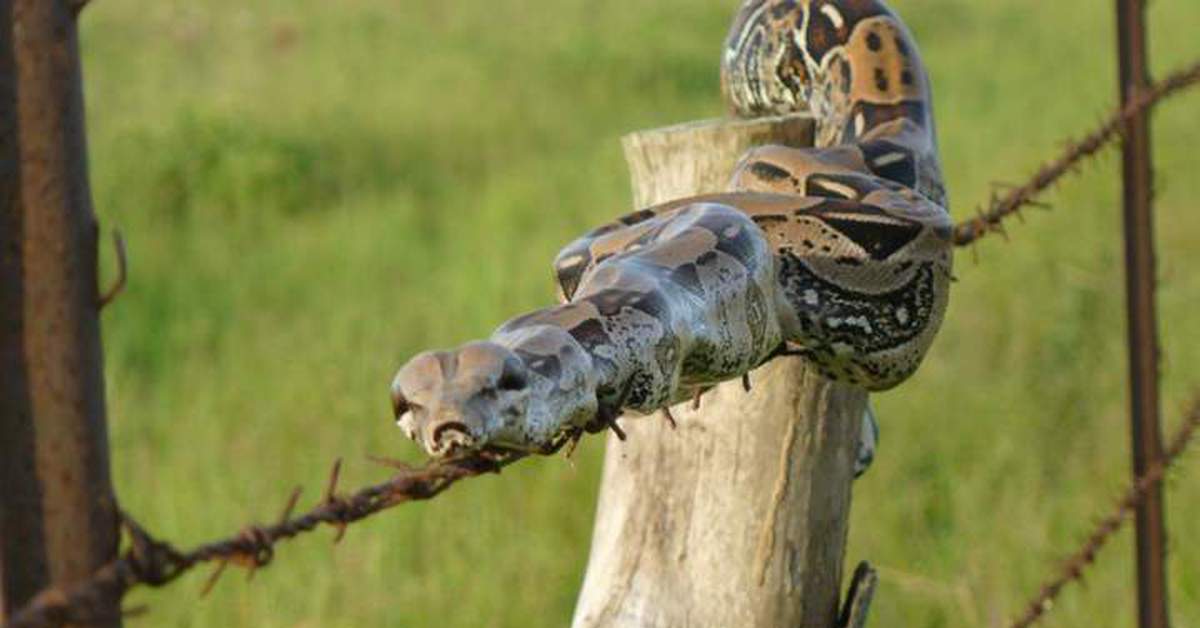 Snakethug. Смешные змеи. Смешной питон. Змеи приколы. Фото змеи прикольные.