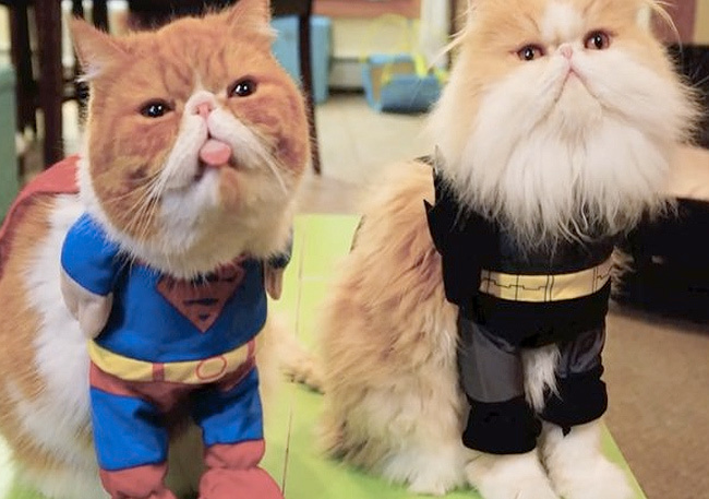 super cats - Superman, cat, Costume