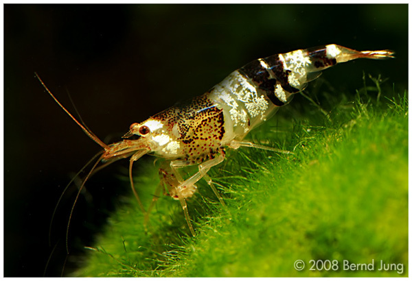 Aquarium stories. - My, , Aquarium, Aquarium, Aquarium shrimp, Shrimps, Longpost