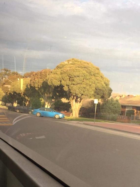 Huge broccoli on the way to work - Tree, Broccoli, Road