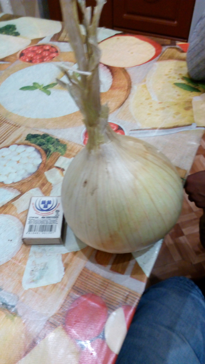 Luchok) - My, Onion, My, Garden, Big, Longpost