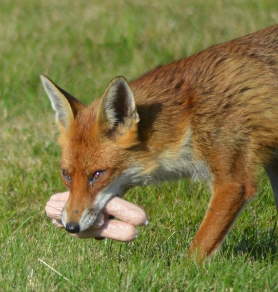 The most delicious fox sandwich recipe ever! - Fox, Fyr, A sandwich, Longpost