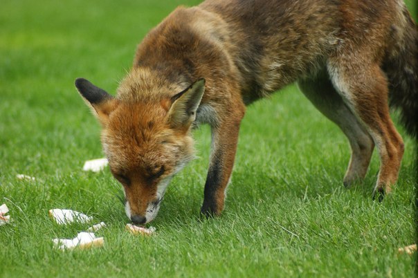 The most delicious fox sandwich recipe ever! - Fox, Fyr, A sandwich, Longpost