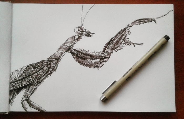 Graphic drawing. - My, My, Insects, Mantis, Drawing, Graphics