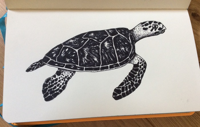 Sketch Sea turtle - My, Sketch, Turtle, Drawing