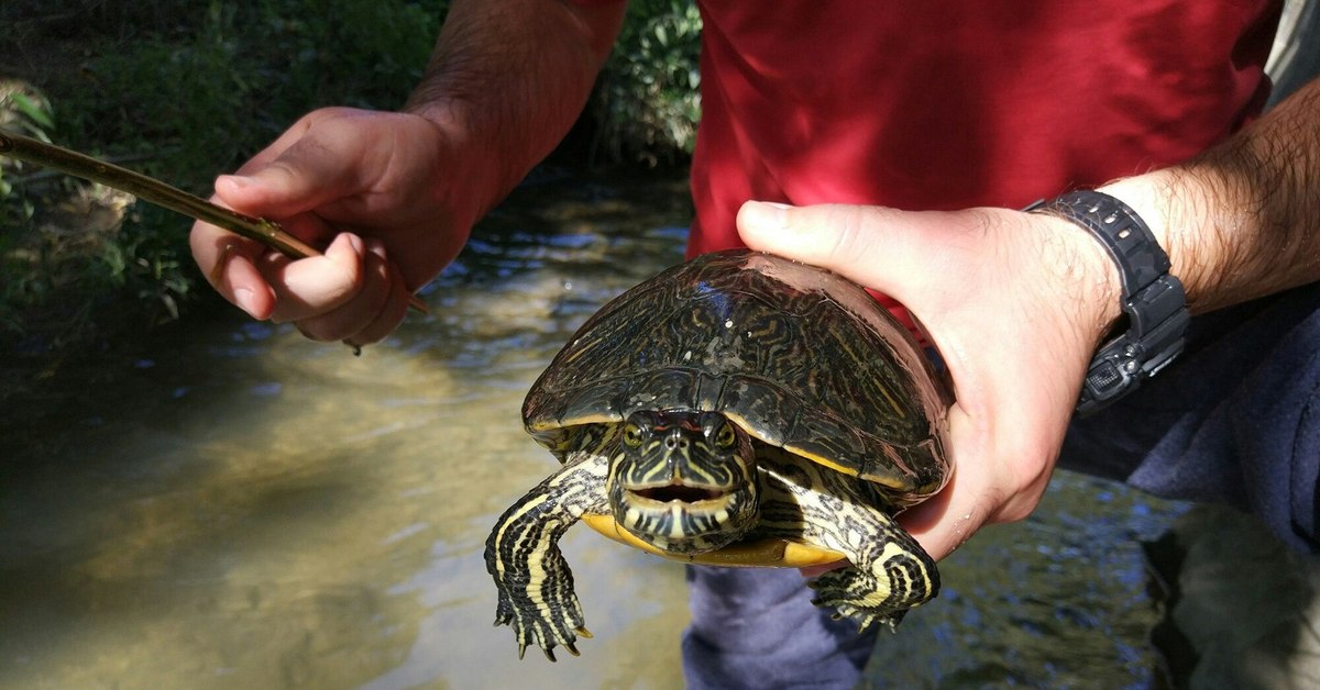 Ловить черепаху. Ловля черепах. Хищная черепаха водяная. Водные черепахи. Черепаха рыболов.