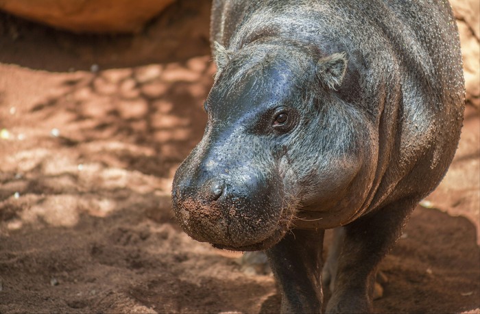 hippopotamus - My, Milota, hippopotamus, Zoo, Spain, Canon