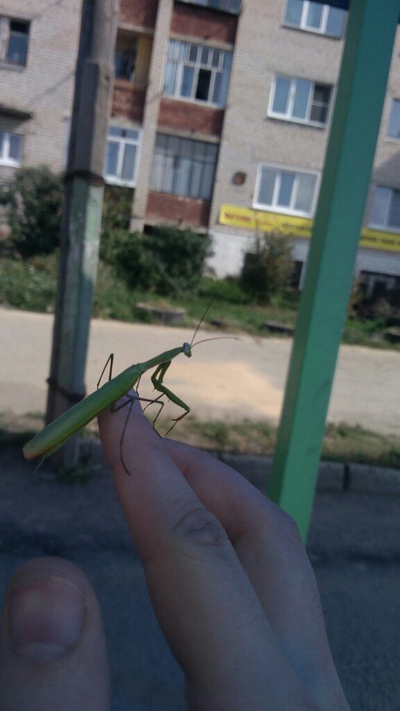 Богомол. Южный урал.