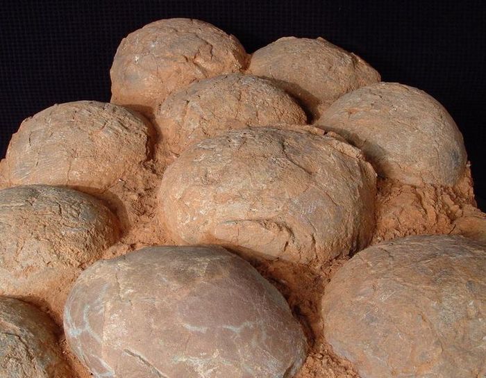 Scientists have established why dinosaur eggs are smaller than bird eggs in relation to body size. - Interesting, Informative, Paleontology, Dinosaurs, Eggs, The science, Past, Copy-paste, Longpost