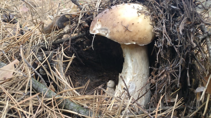 Dad and son - My, Mushrooms, Porcini, The winter is coming