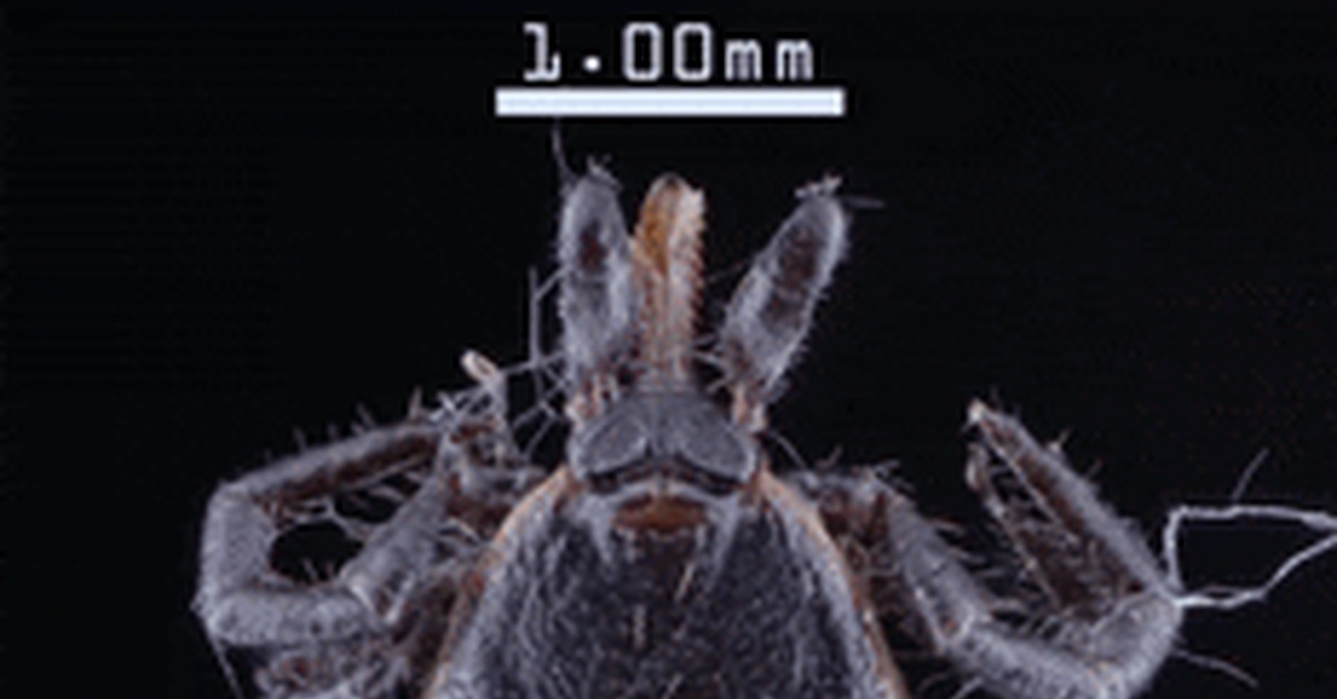 Рот клеща под микроскопом фото