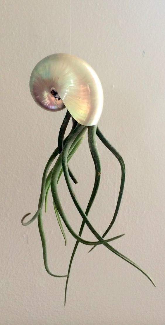 Air plants. - , House, Interior, Design, Longpost