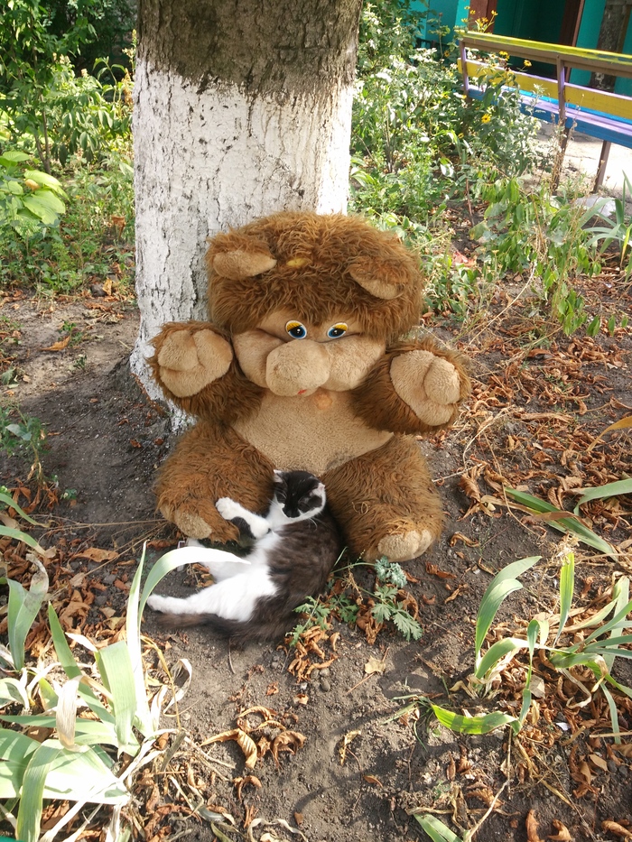 with my bear) - My, cat, , , The Bears, Soft toy