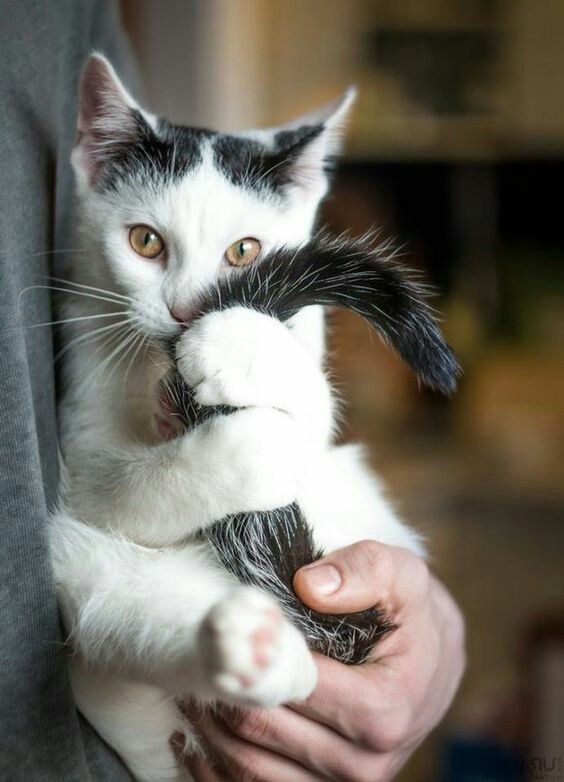 Don't lose your ponytail :) - cat, I sit well