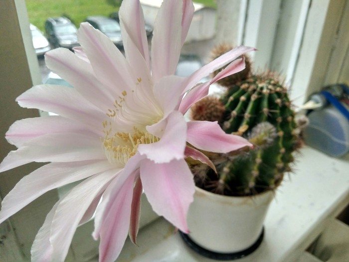 Beauty for the day - My, , Blooming cacti, Hello reading tags, Cactus