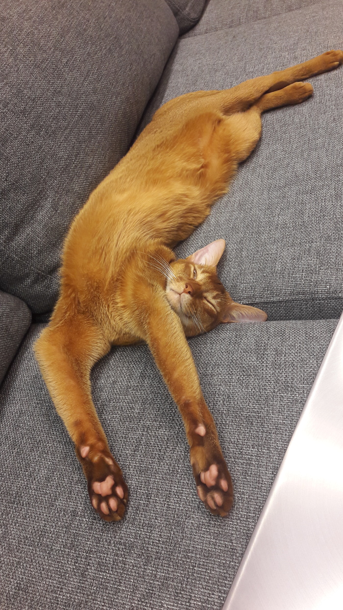 It's ok, I'm just sleeping - My, cat, Dream, Abyssinian cat