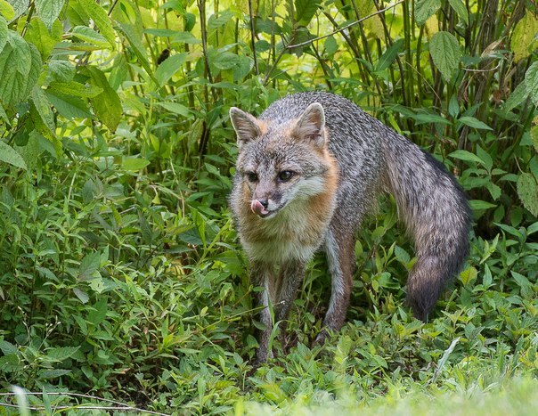 Red morning - Fox, Fyr, Morning, Water, Humor, Longpost