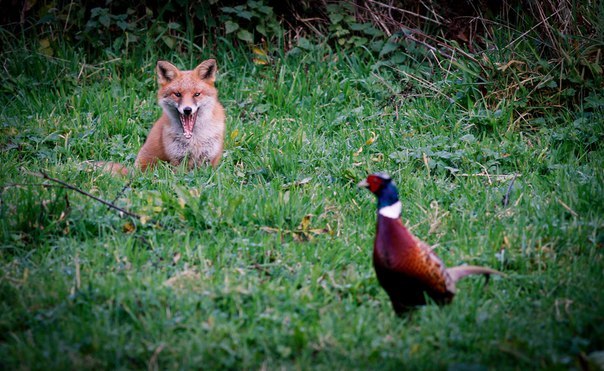 Red morning - Fox, Fyr, Morning, Water, Humor, Longpost