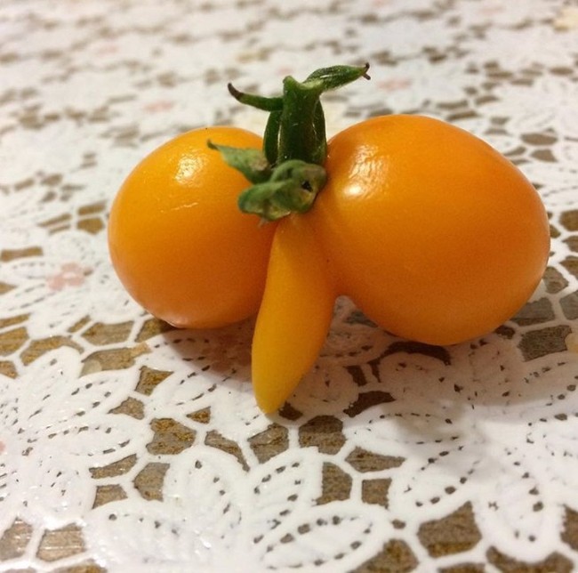 Tambov gardeners harvested nicely shaped tomatoes - Harvest, Tomatoes, Forms, Carrot, Potato, Vegetables, Heart, The photo, Longpost