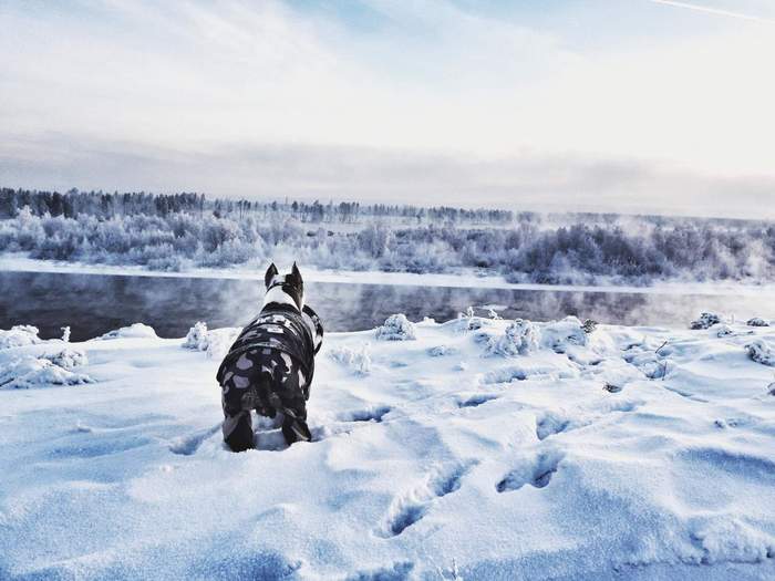 Winter Siberia and a little dog - My, Winter, Siberia, Angara, Staff, Snowdrift, Amstaff, Dog, Nature, Longpost