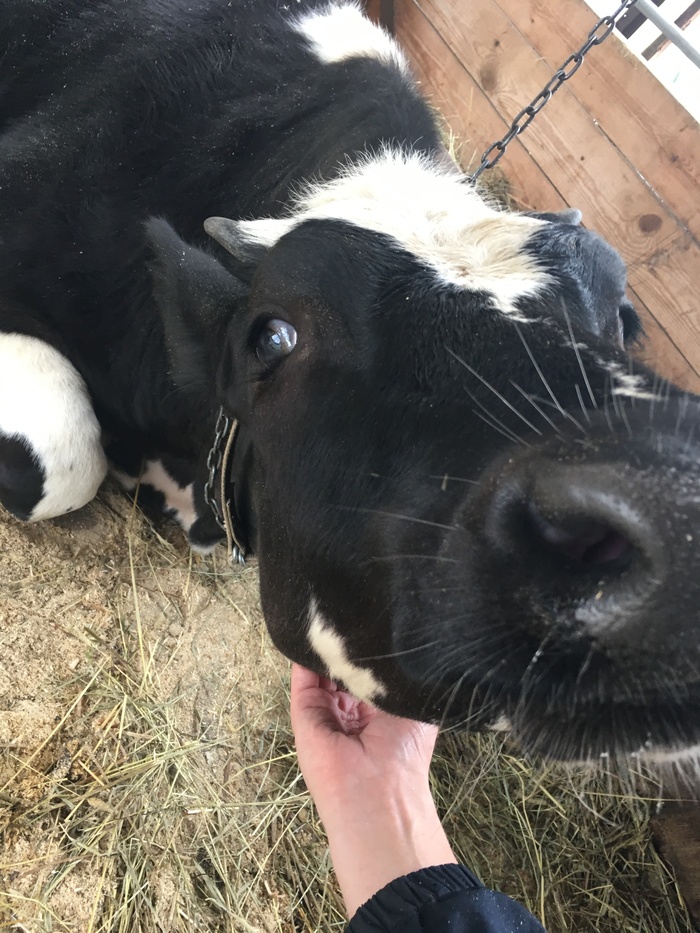 Cows also like to have their chins scratched. - My, Animals, Cow, Homemade, SPbGAVM, Saint Petersburg