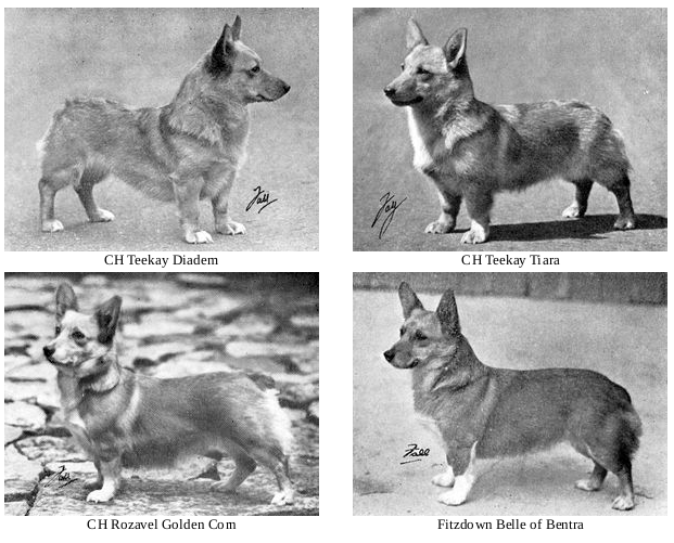 Corgi on Fridays, part historical - My, Corgi, Dog, Longpost