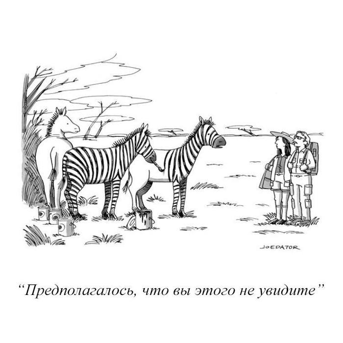 The Secret Life of Zebras - zebra, Comics, The new yorker, New Yorker Magazine