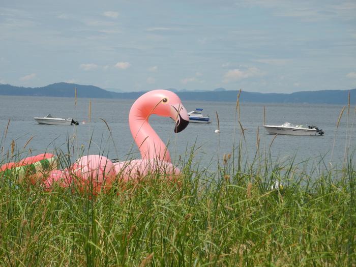 Amazing Sunshine Coast - My, Canada, Gibsons, Sea, Flamingo