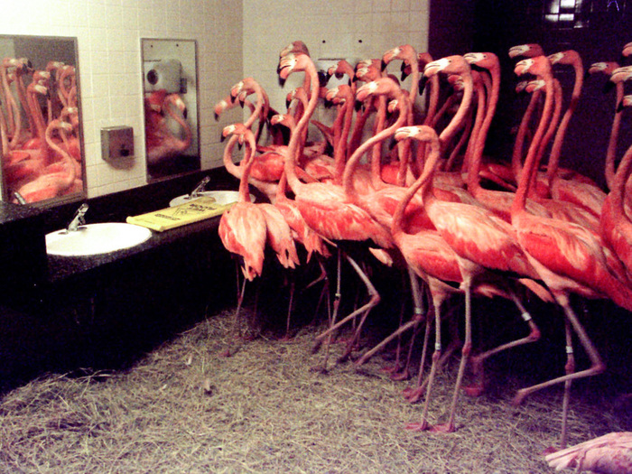 Flamingos in hiding due to Hurricane Georges. Miami 1998 - Flamingo, Hurricane, Miami