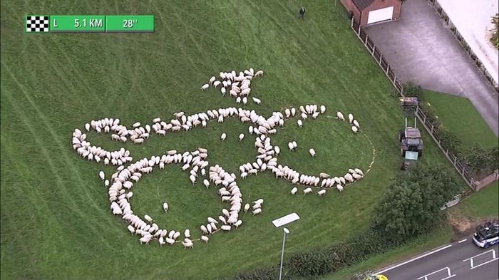 Sheep lined up in the shape of a bicycle on a stage of the Tour of Britain - GIF, Sheeps, Cycling, , A bike