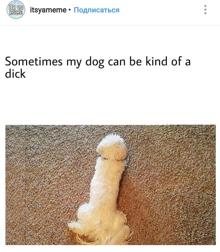 Sometimes my dog ??is kind of a dick.. - Dog, Penis, Instagram, Screenshot
