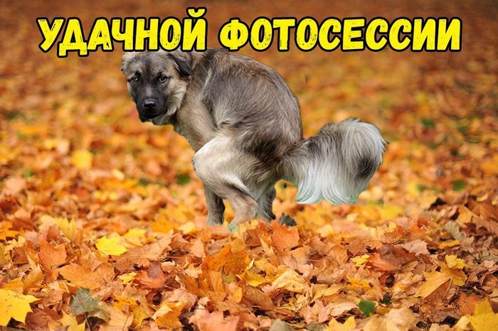 Dedicated to all lovers of taking pictures in the foliage - Dog, Autumn, PHOTOSESSION, Leaves, Feces