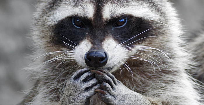 About Raccoons... - My, Darling, The male, Relationship, Thoughts, Text, Mat, Men, Favorite