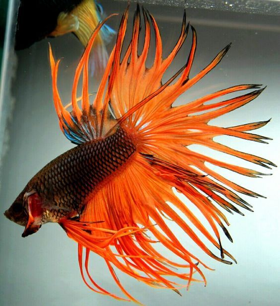 Cockerel is just fire! - Aquarium, Aquarium, Aquarium fish