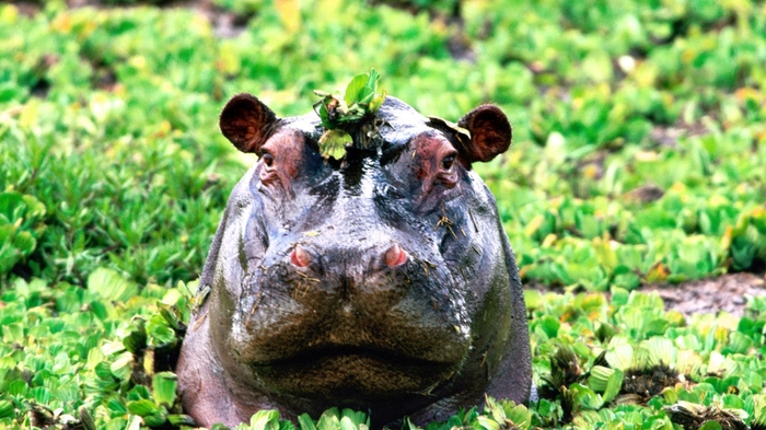 Hippos Pablo. - My, hippopotamus, , Pablo Escobar, Text, Longpost