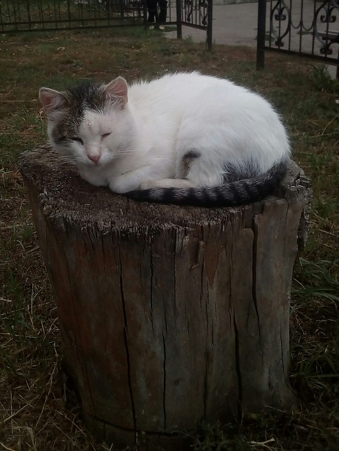 Didn't come up with a title - My, cat, Stump, The street