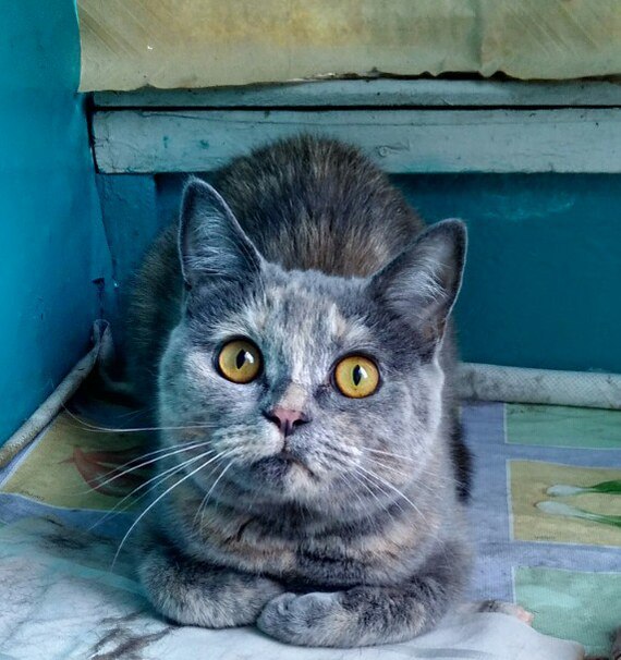 Found a cat - cat, Lost, Tolyatti, Longpost