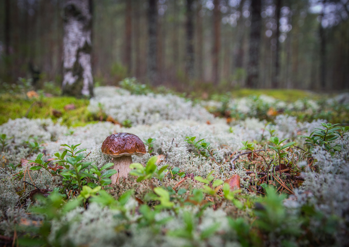 Mushroom photography #47 - My, Photo hunting, Mushrooms, Canon 24-70, Borovik, White, Boletus, Boletus, Longpost